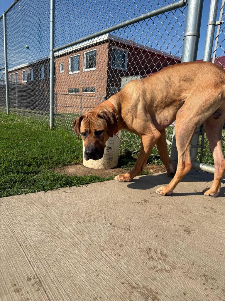 Enlarge Scooby, a Adoptable Great Dane in New Kensington, PA image 5/6