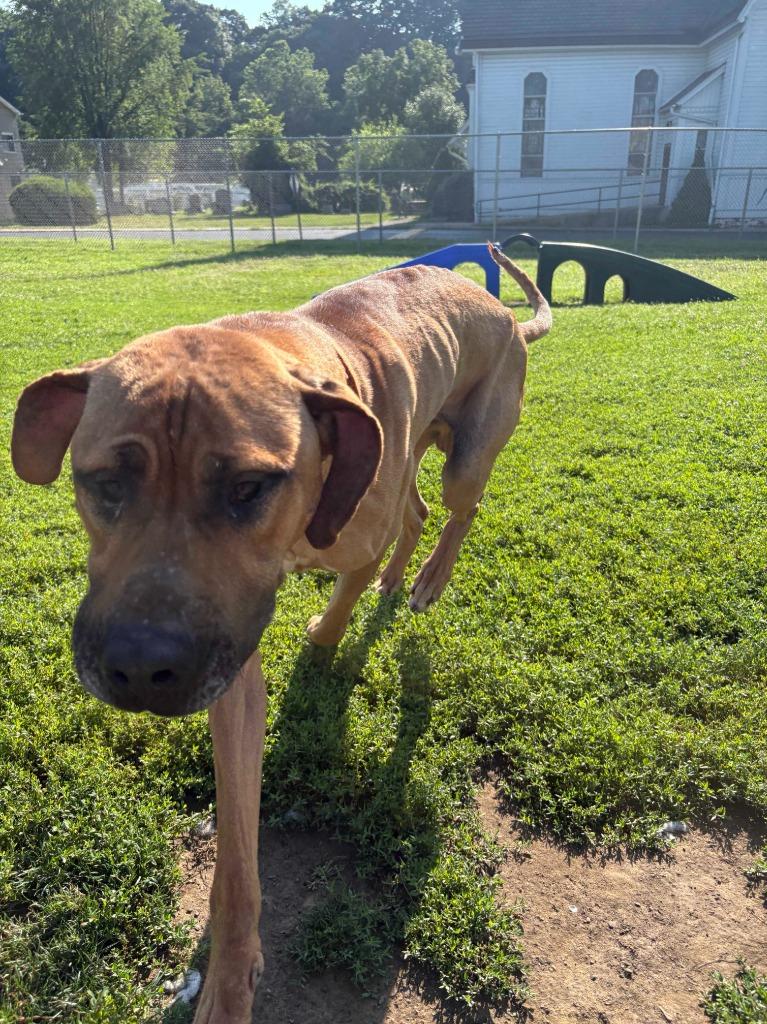 Enlarge Scooby, a Adoptable Great Dane in New Kensington, PA image 6/6