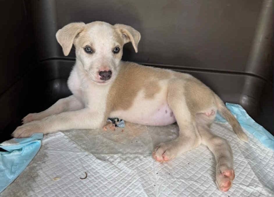 Aspen - In Foster