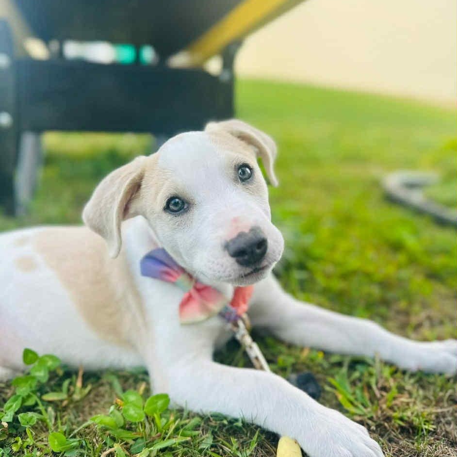Aspen - In Foster