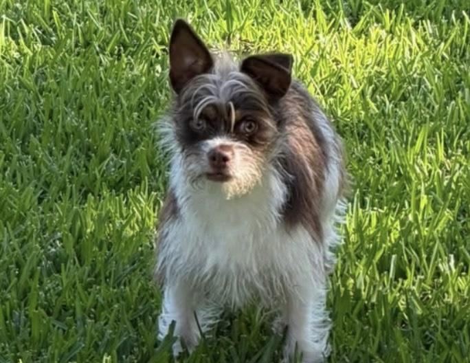 Brooks, a ADOPTABLE mixed breed in Little Elm, TX image 1/4
