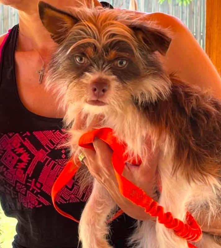 Brooks, adoptable, Young Male Yorkshire Terrier & Affenpinscher.