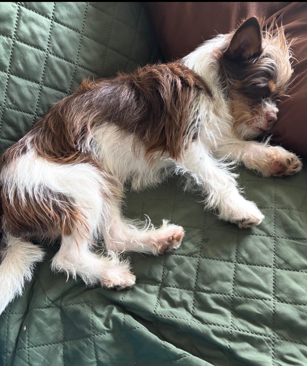 Brooks, a ADOPTABLE mixed breed in Little Elm, TX image 3/4