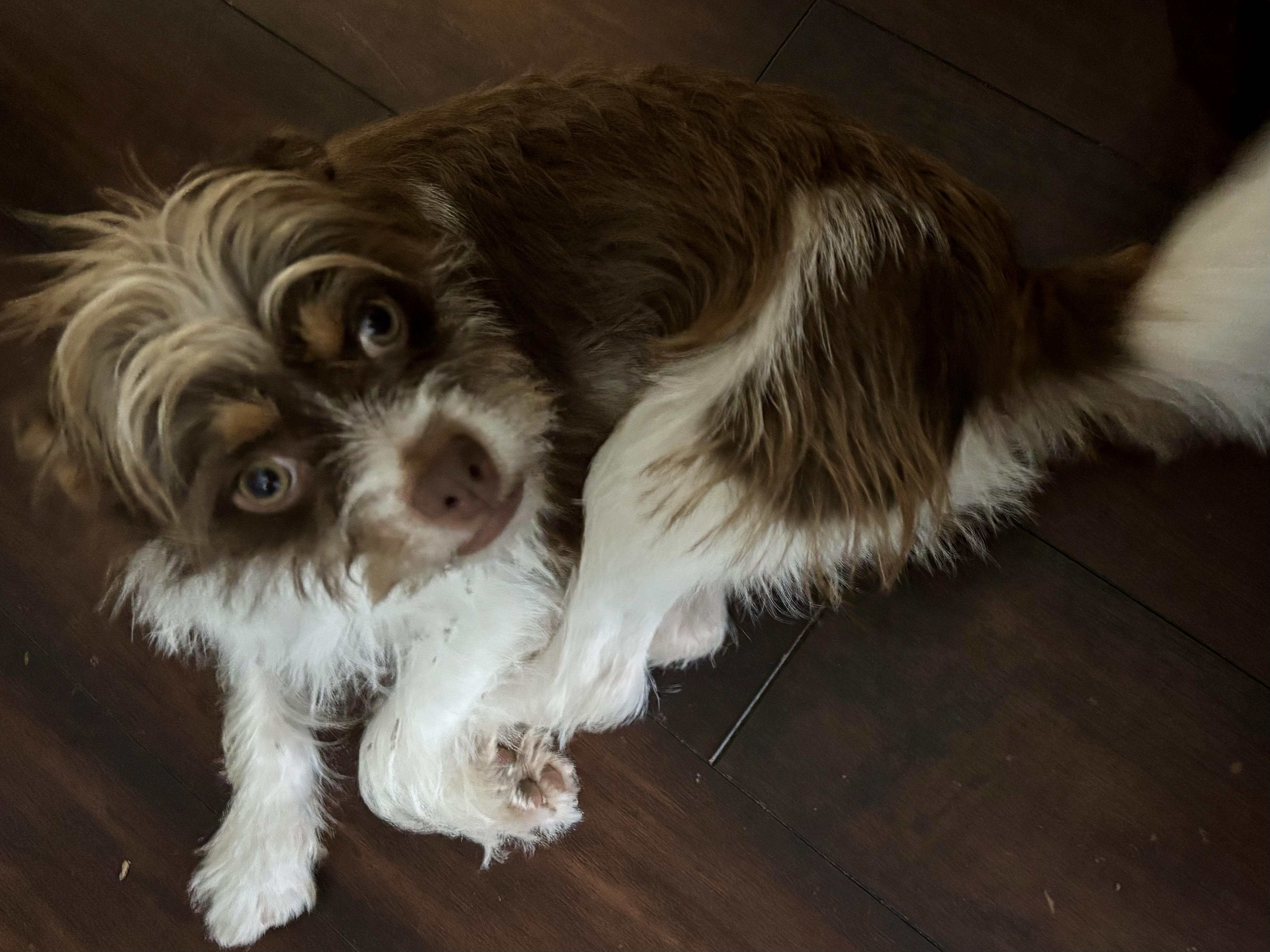 Brooks, a ADOPTABLE mixed breed in Little Elm, TX image 2/4