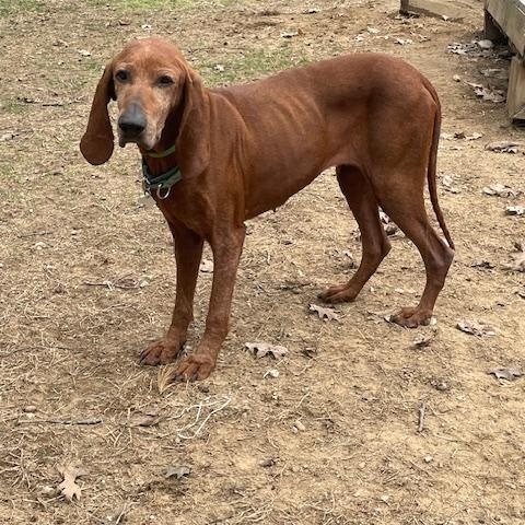 Bonnie, a Adopted Redbone Coonhound in Mechanic Falls, ME image 1/3