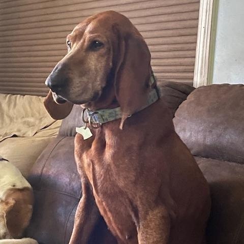Bonnie, a Adopted Redbone Coonhound in Mechanic Falls, ME image 2/3