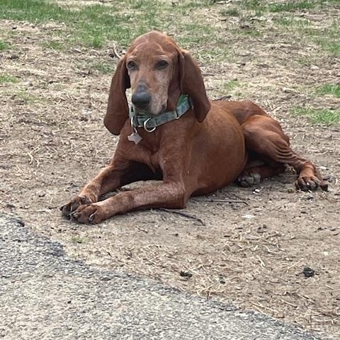 Bonnie, Senior Female Redbone Coonhound