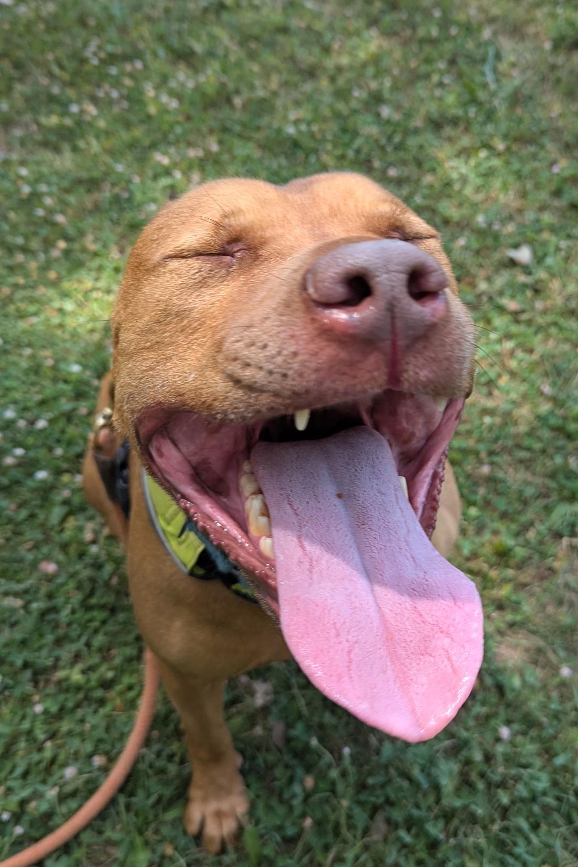 ACE, adoptable, Adult Male Pit Bull Terrier.