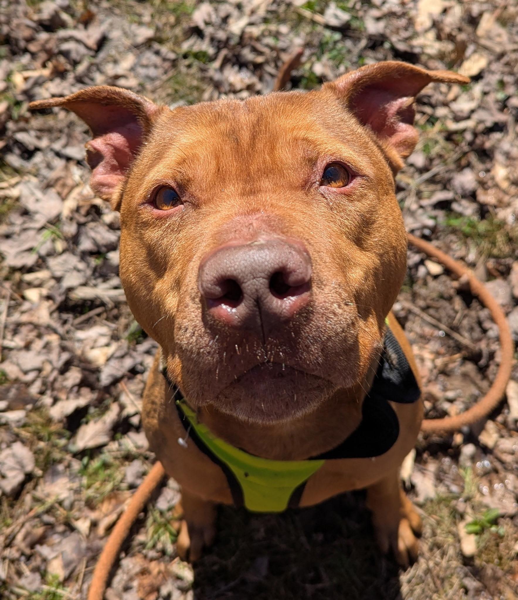 Enlarge ACE, an adoptable mixed breed in Huntington, NY image 4/4
