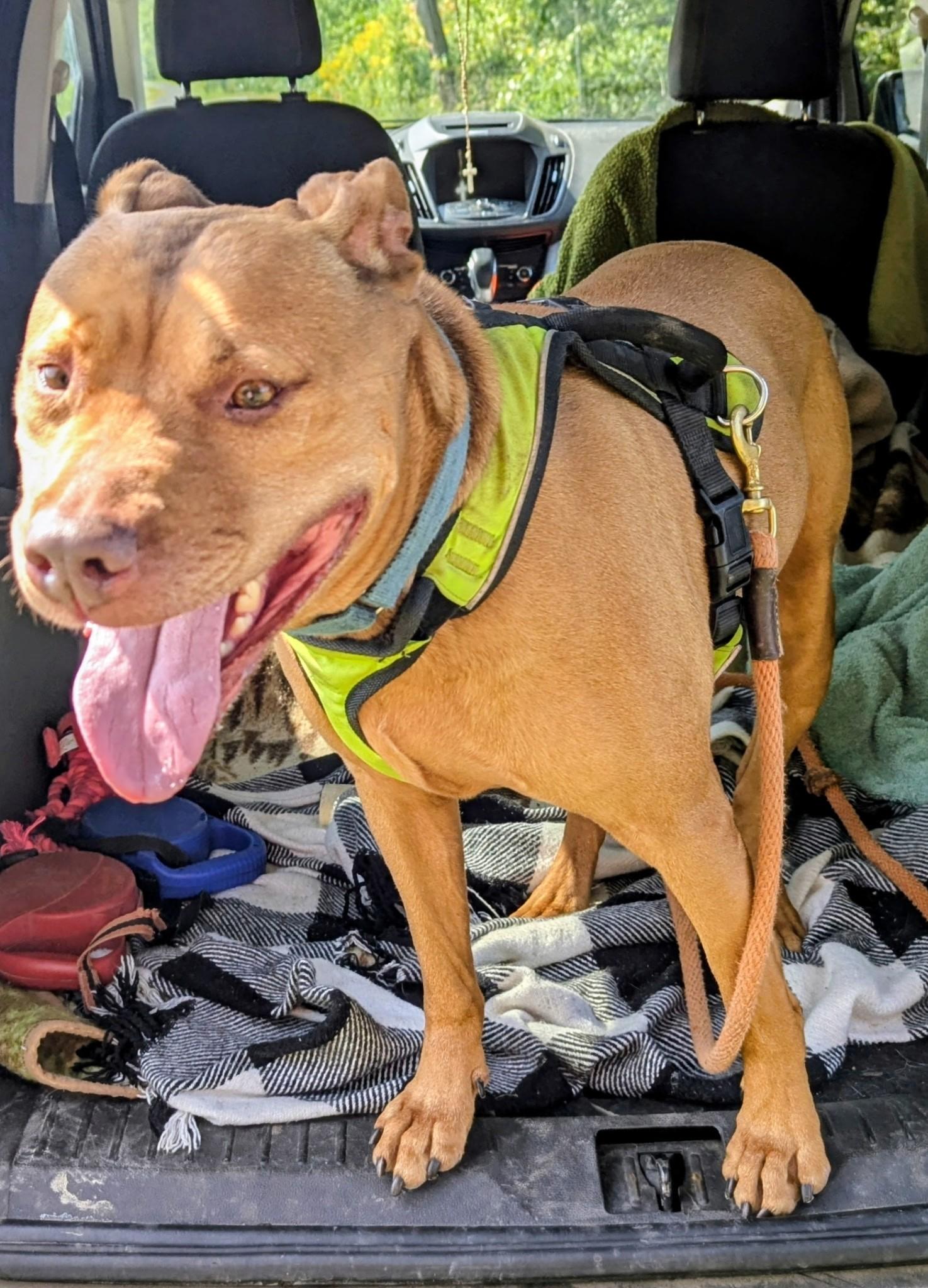 Enlarge ACE, an adoptable mixed breed in Huntington, NY image 2/4