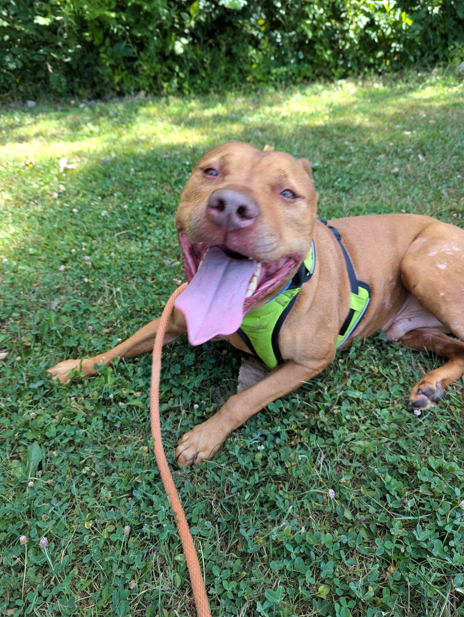 Enlarge ACE, an adoptable mixed breed in Huntington, NY image 3/4