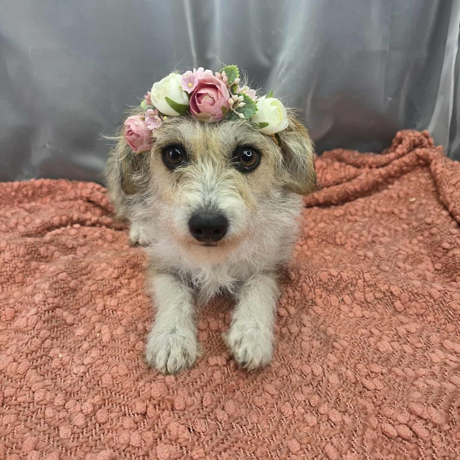 Shiloh, Adoptable, Young Female Yorkshire Terrier.