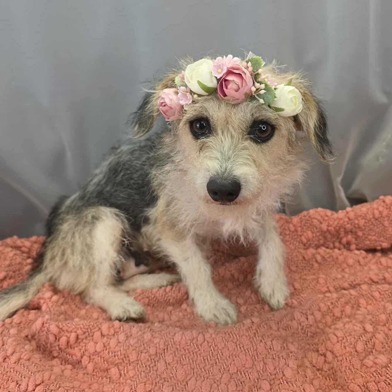 Enlarge Shiloh, a Adoptable mixed breed in Southfield , MI image 6/6