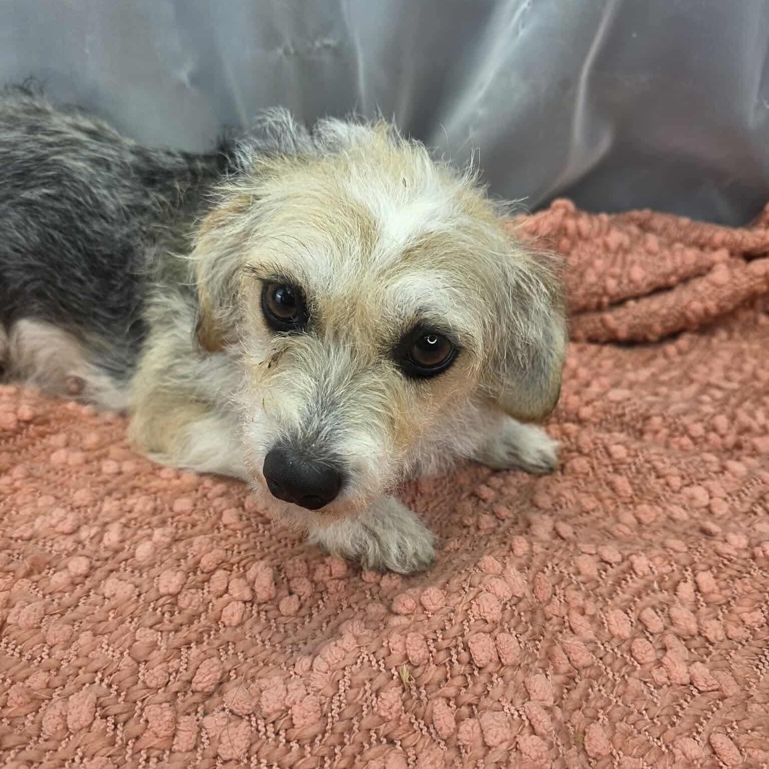 Enlarge Shiloh, a Adoptable mixed breed in Southfield , MI image 5/6