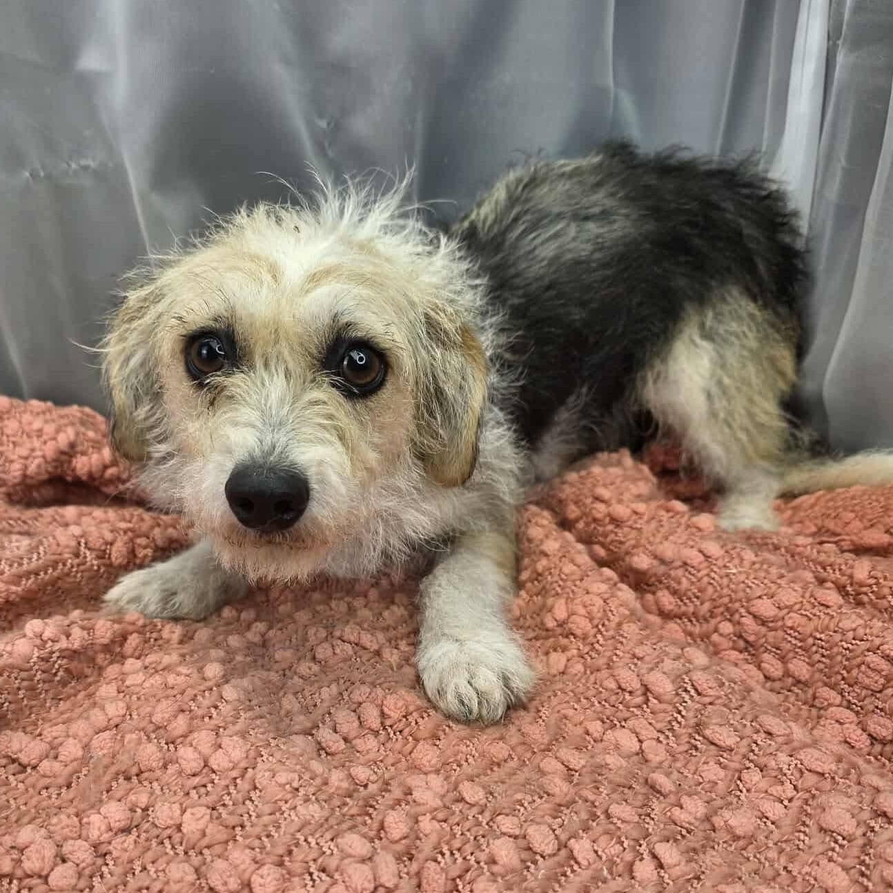 Enlarge Shiloh, a Adoptable mixed breed in Southfield , MI image 3/6
