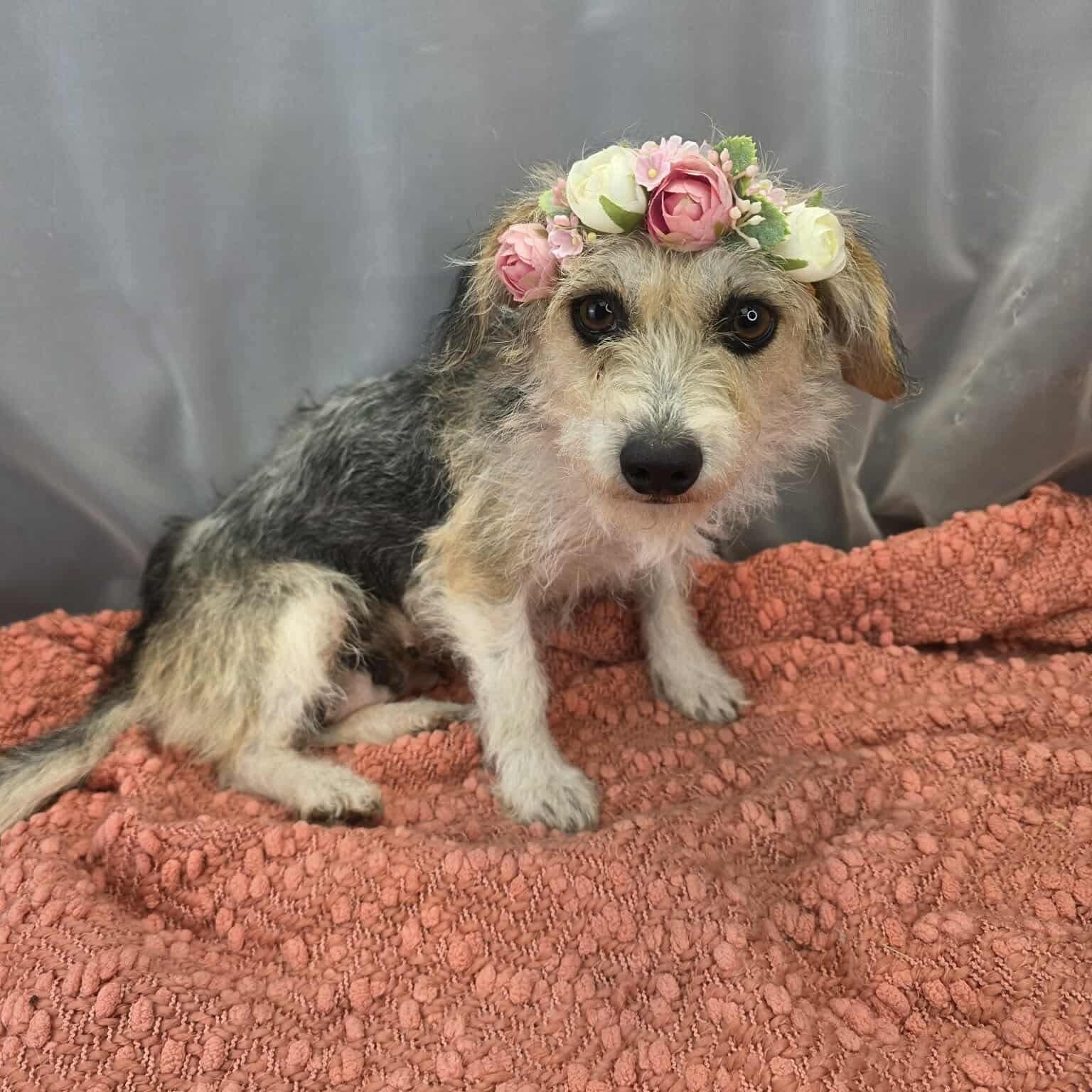 Enlarge Shiloh, a Adoptable mixed breed in Southfield , MI image 2/6
