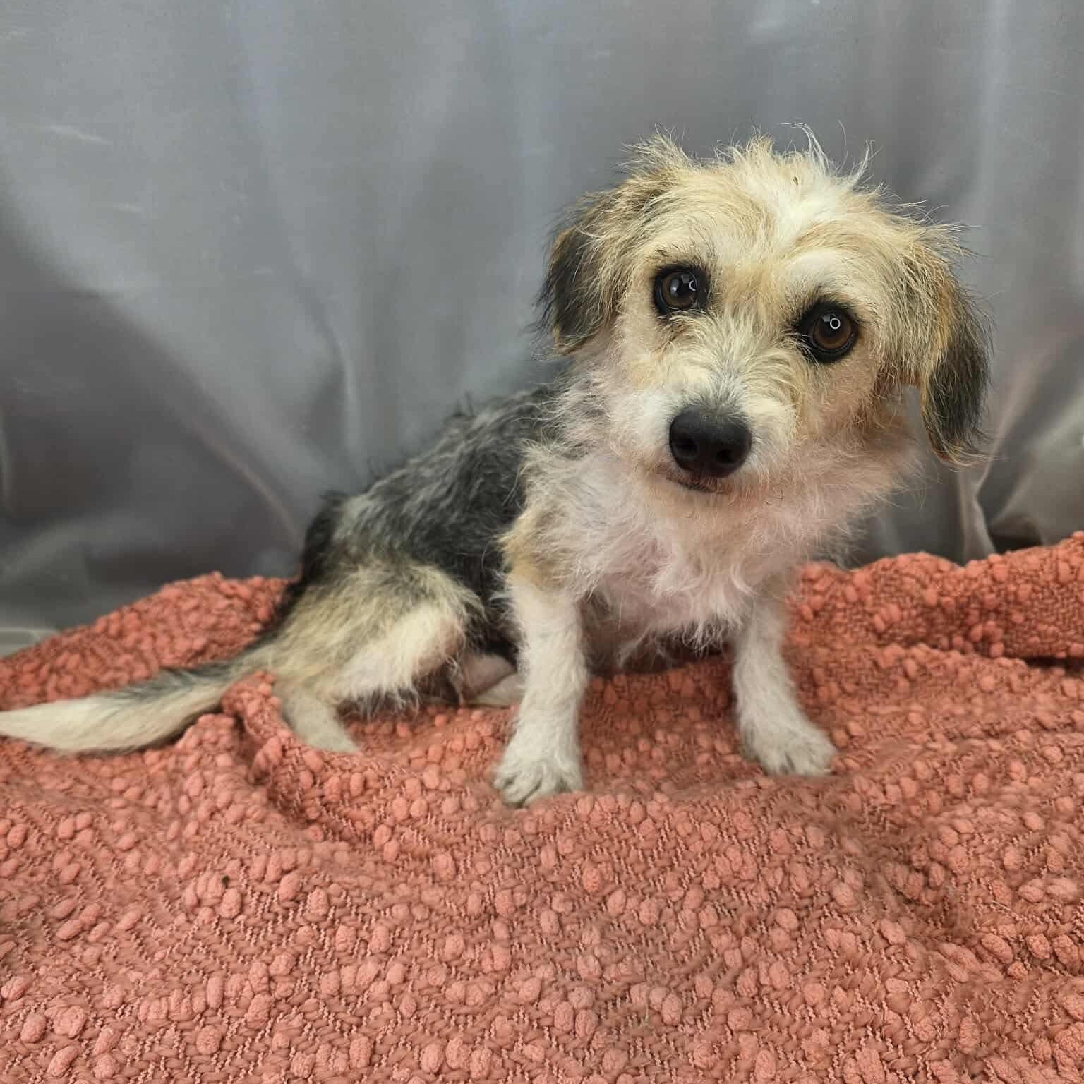 Enlarge Shiloh, a Adoptable mixed breed in Southfield , MI image 4/6