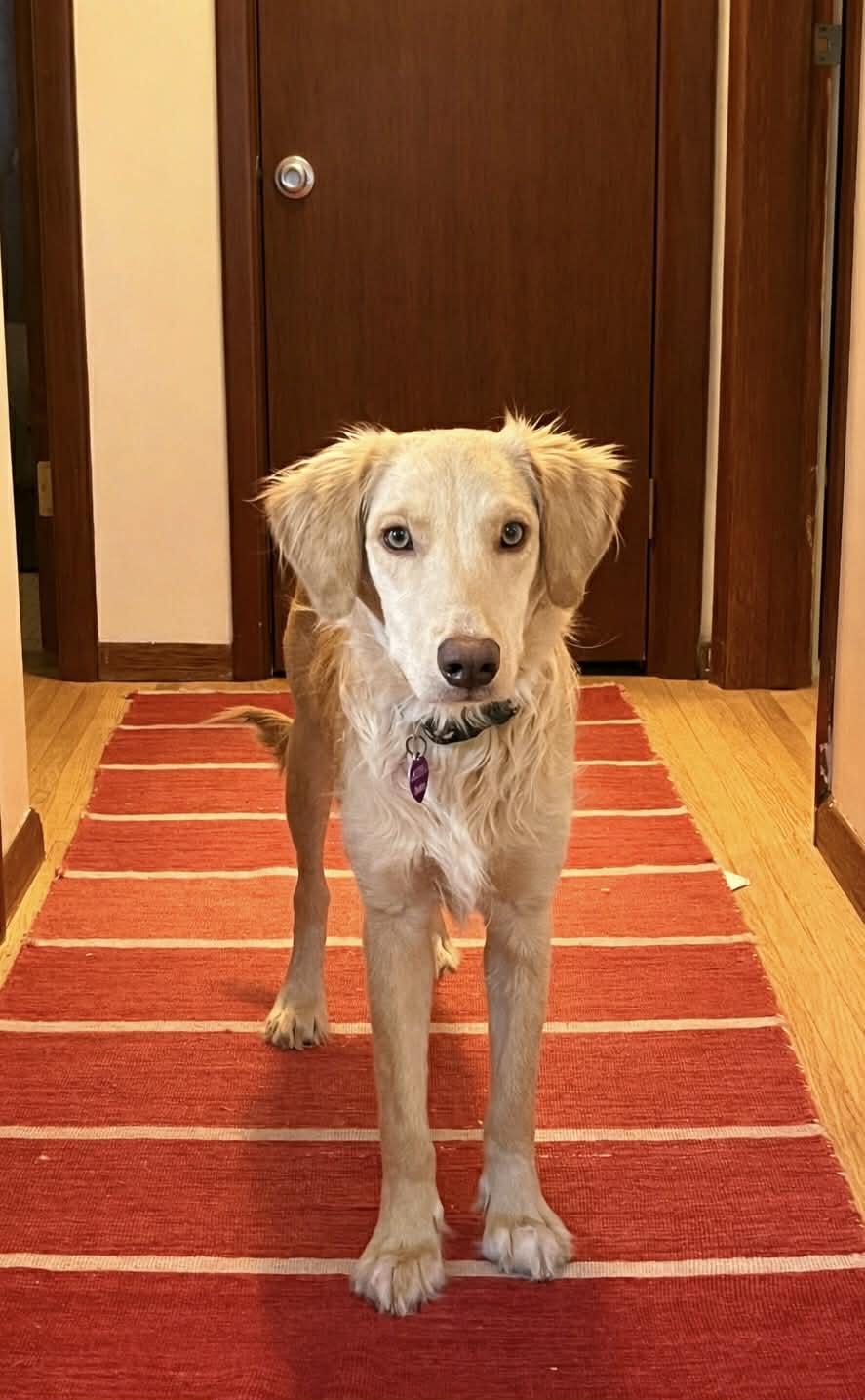 Honeysuckle, Adoptable, Young Female Golden Retriever & Labrador Retriever.