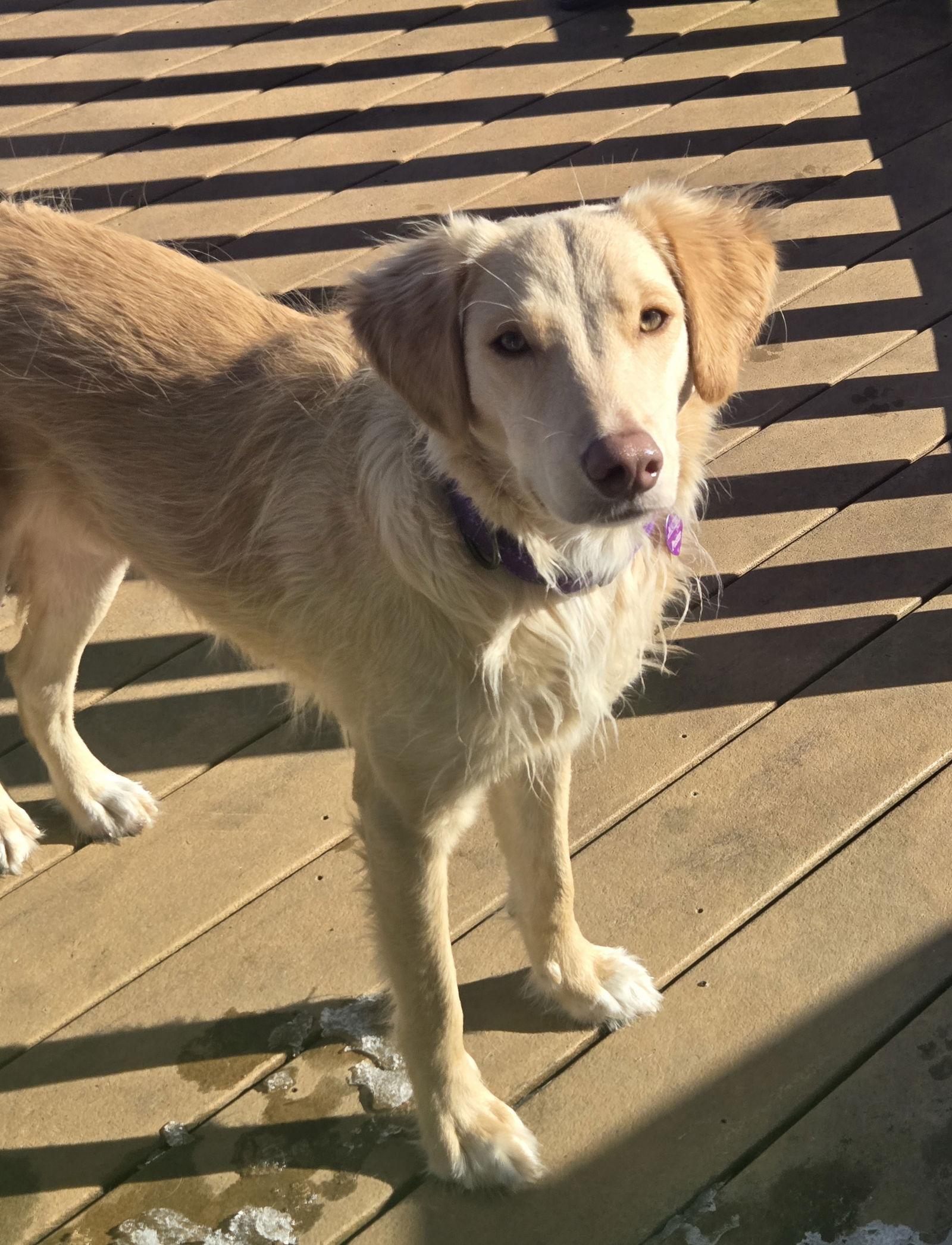 Enlarge Honeysuckle, a Adoptable mixed breed in Minneapolis, MN image 2/5