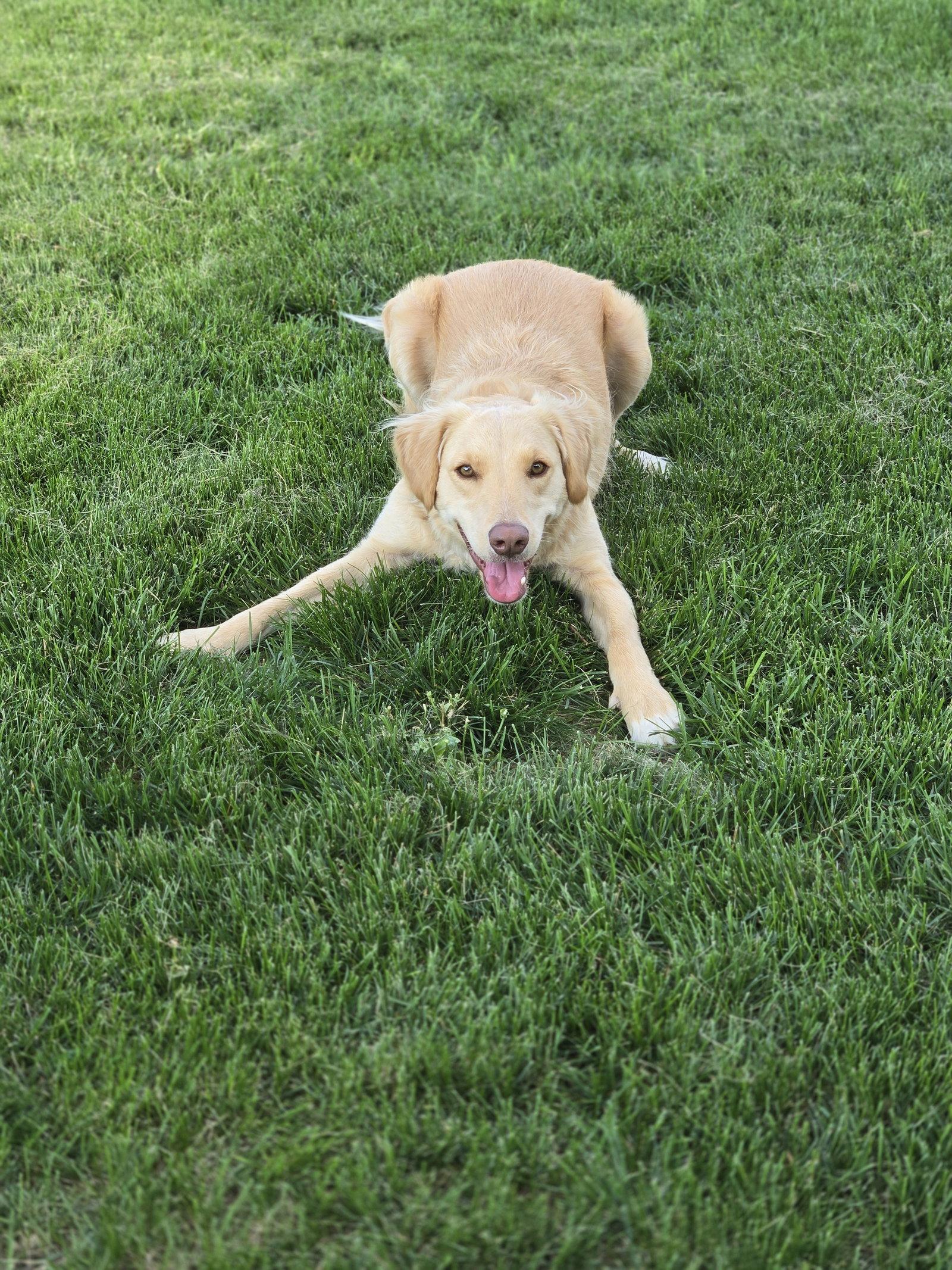 Honeysuckle, Adoptable, Young Female Golden Retriever & Labrador Retriever.