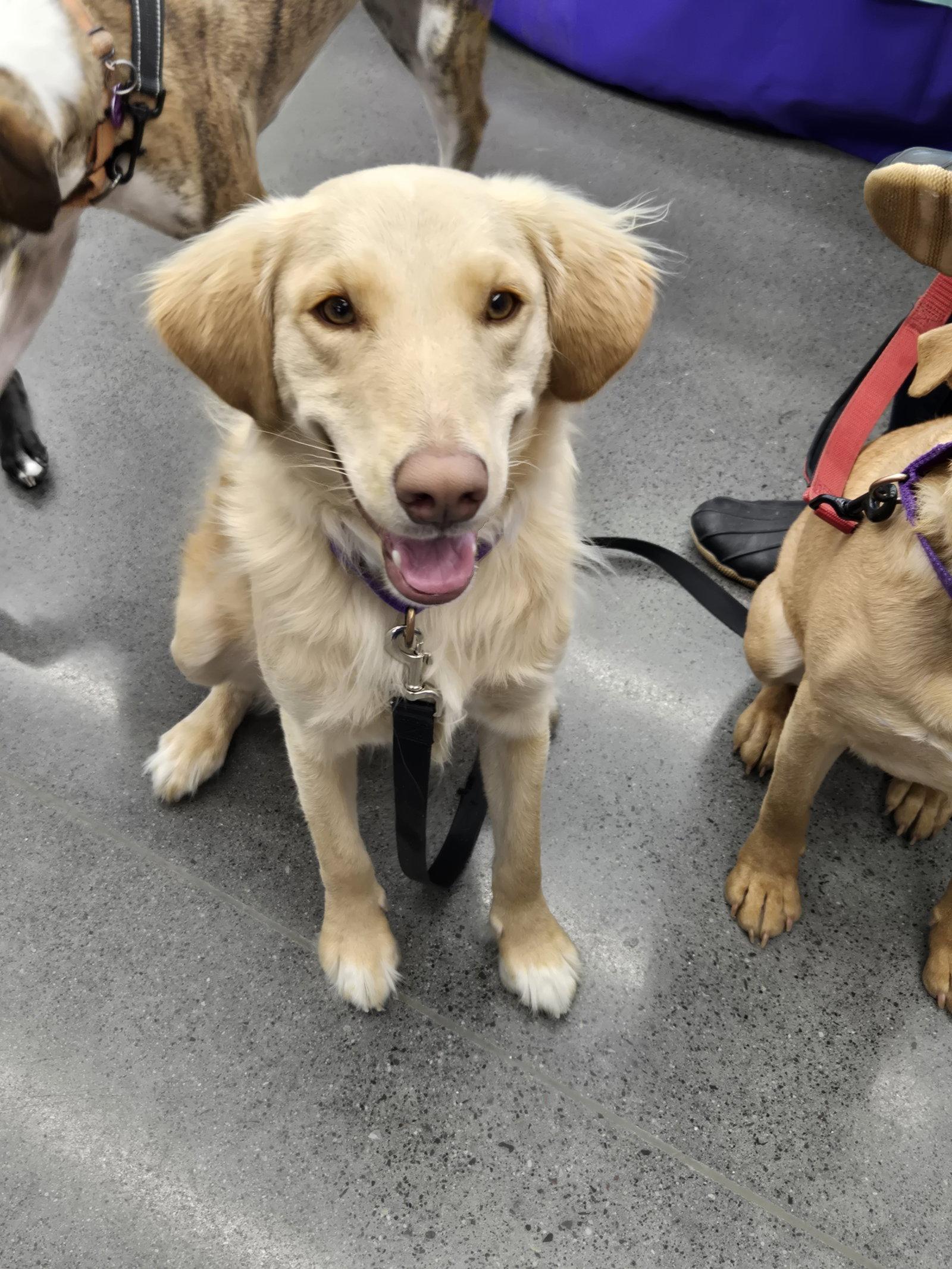 Honeysuckle, Adoptable, Young Female Golden Retriever & Labrador Retriever.