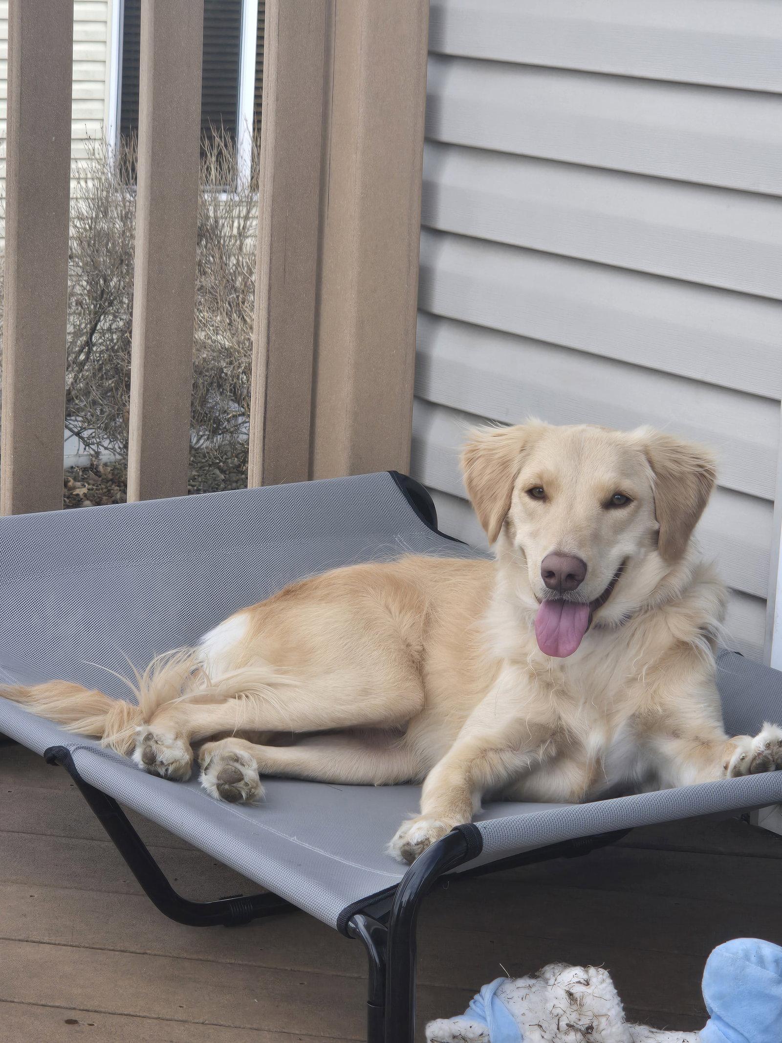 Enlarge Honeysuckle, a Adoptable mixed breed in Minneapolis, MN image 2/3