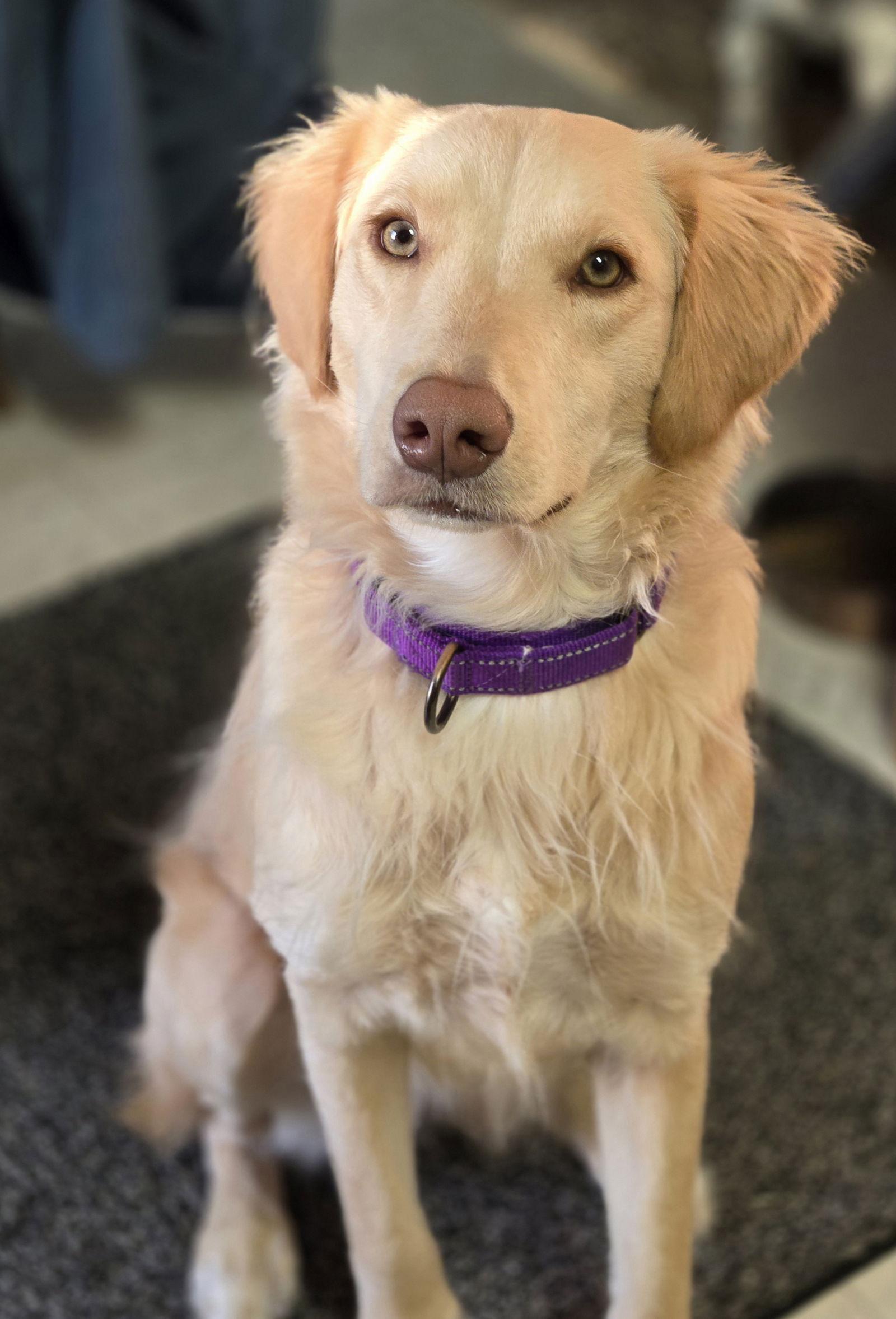 Enlarge Honeysuckle, a Adoptable mixed breed in Minneapolis, MN image 5/5