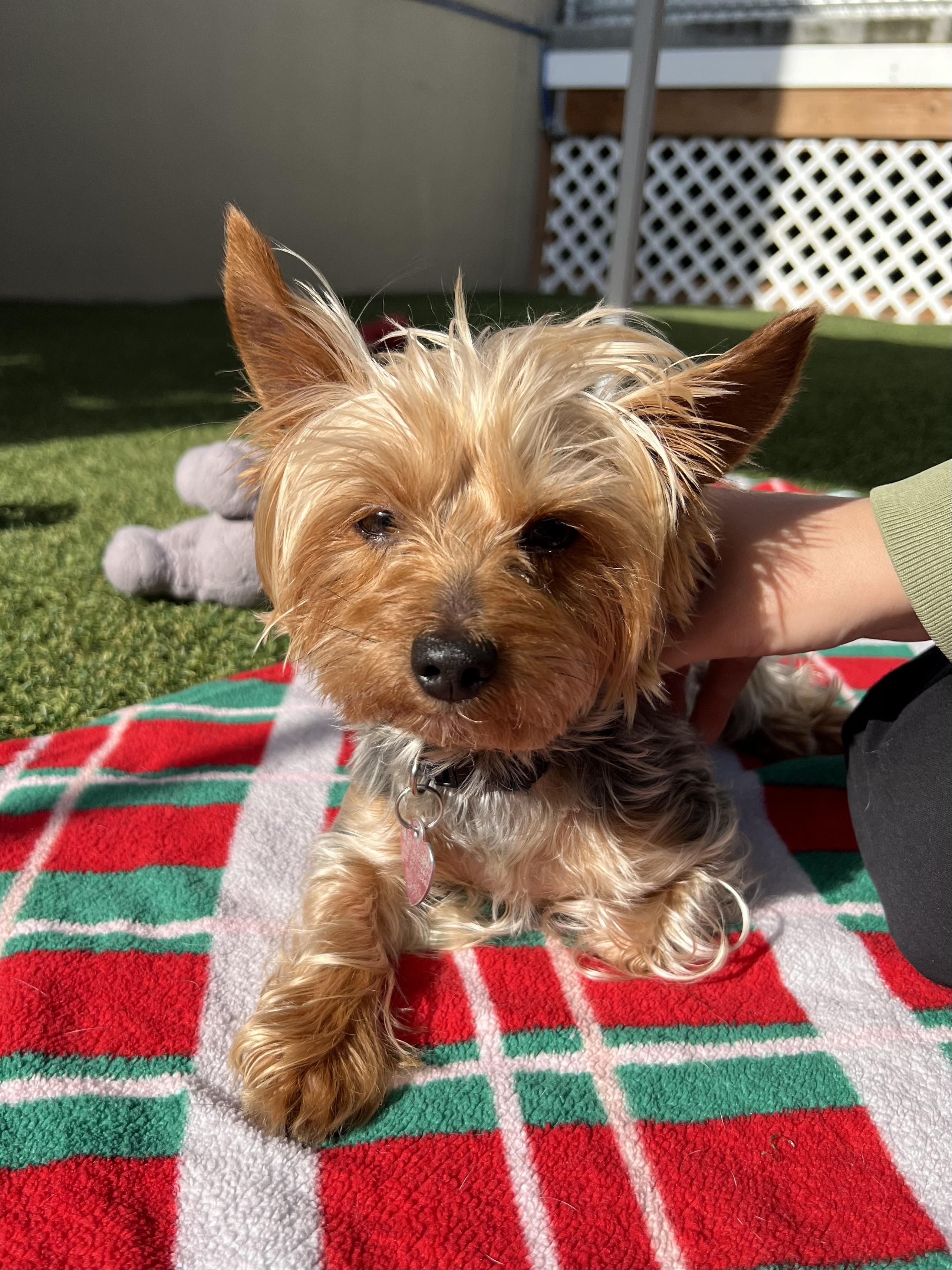 Rubi, adopted, Adult Female Yorkshire Terrier.