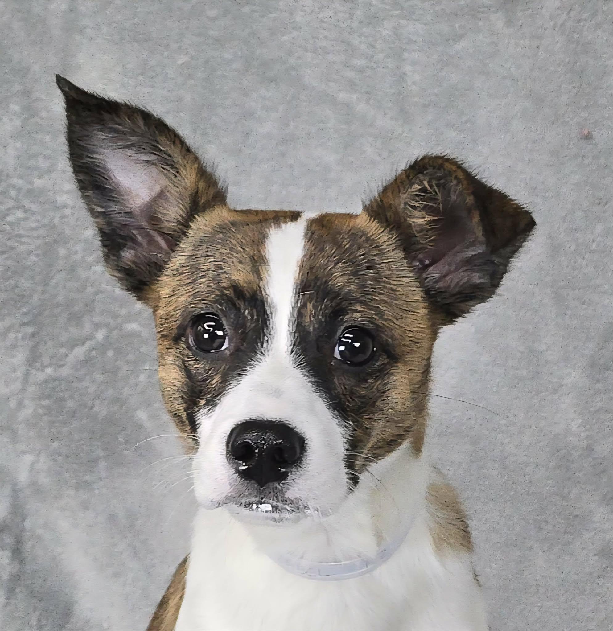 Zabel, adopted, Puppy Female Terrier.