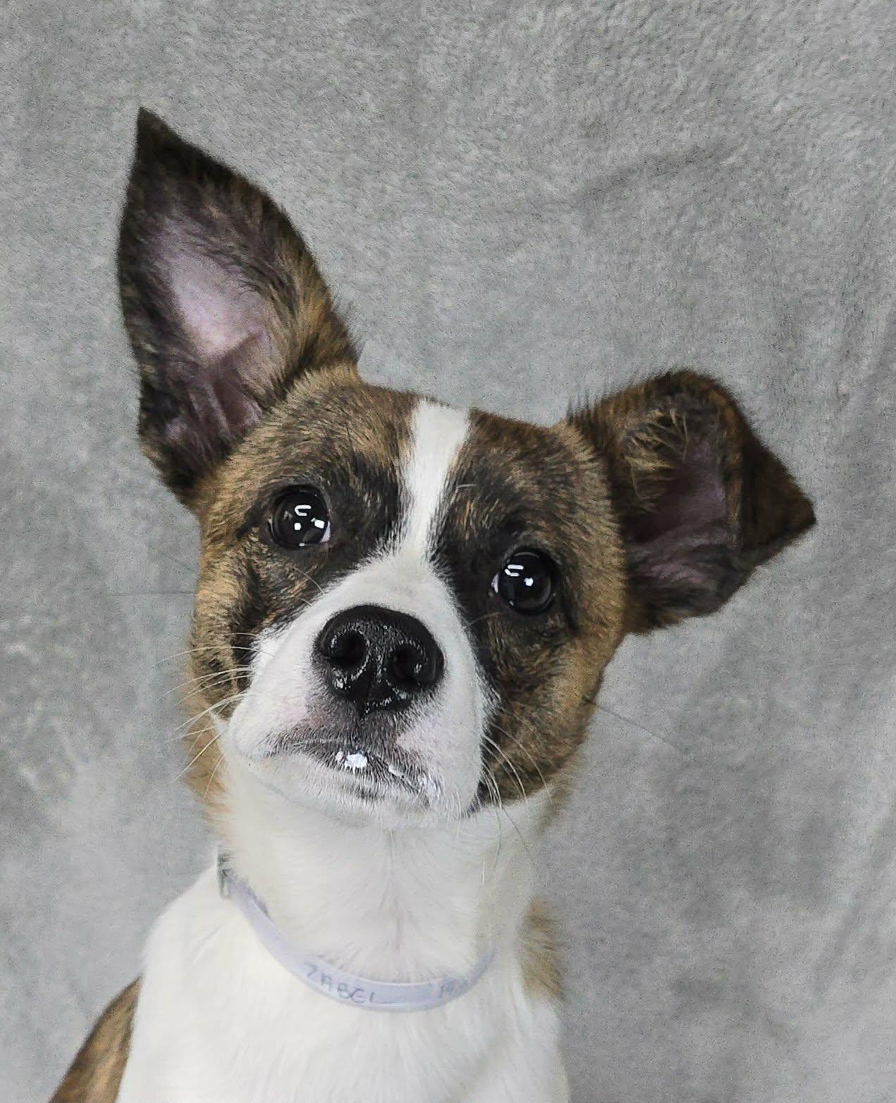 Zabel, an adopted mixed breed in Newport, TN image 2/3