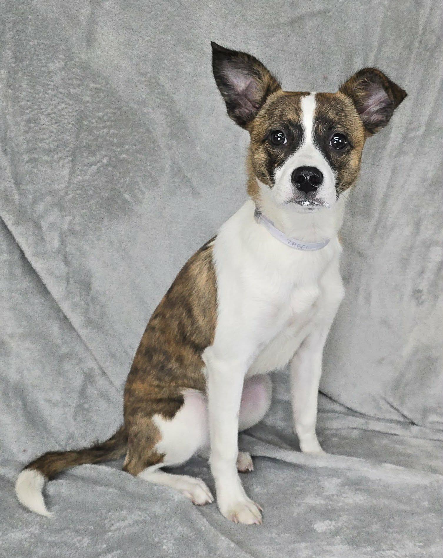Zabel, an adopted mixed breed in Newport, TN image 3/3