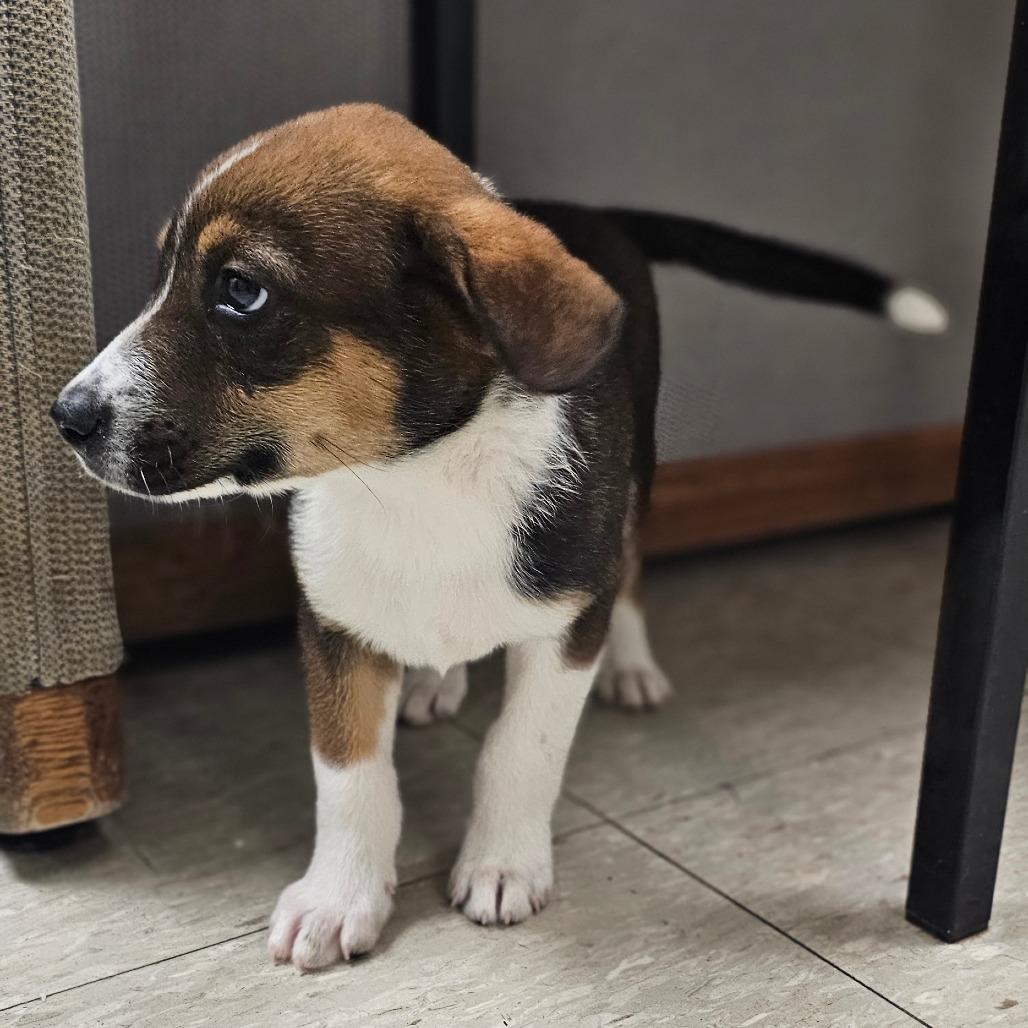 Dakota, Adoptable, Puppy Male Mixed Breed & None.