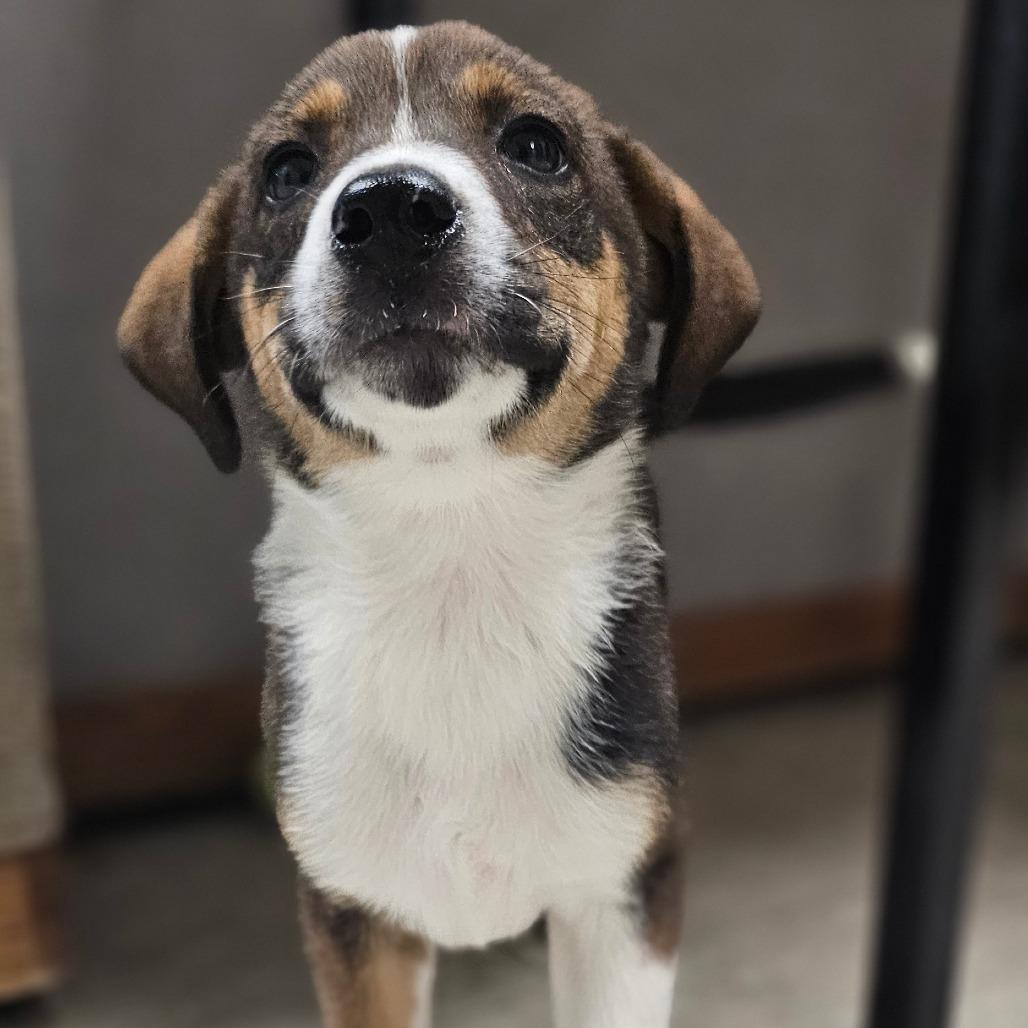 Dakota, a Adoptable Mixed Breed in Tulsa, OK image 2/6