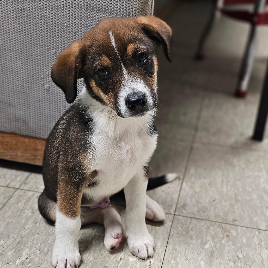Dakota, a Adoptable Mixed Breed in Tulsa, OK image 3/6