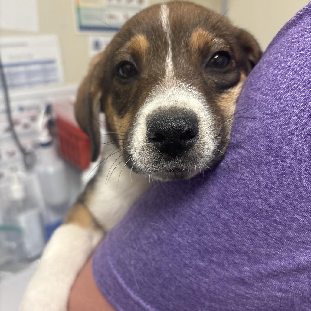 Dakota, a Adoptable Mixed Breed in Tulsa, OK image 4/6