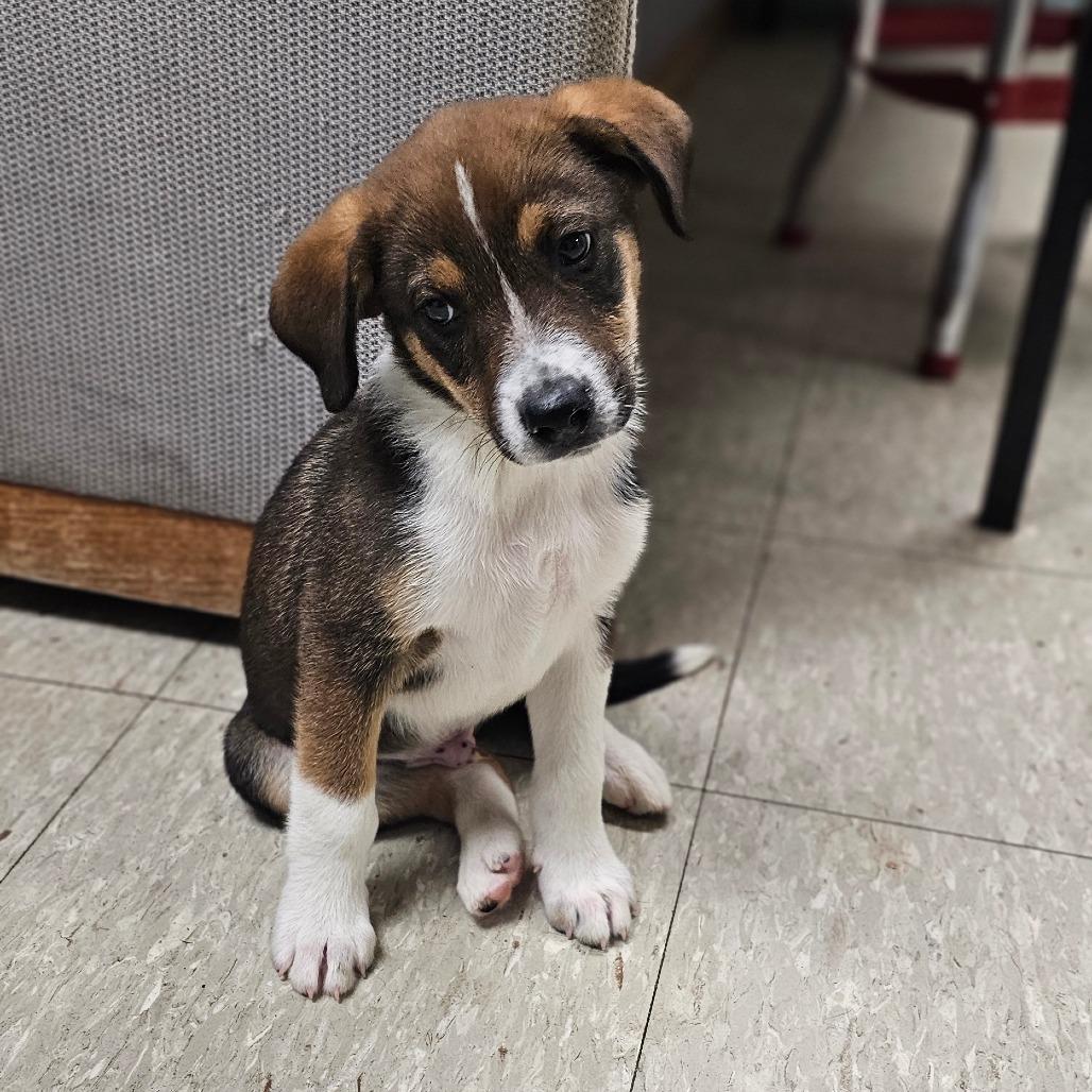 Dakota, a Adoptable Mixed Breed in Tulsa, OK image 5/6