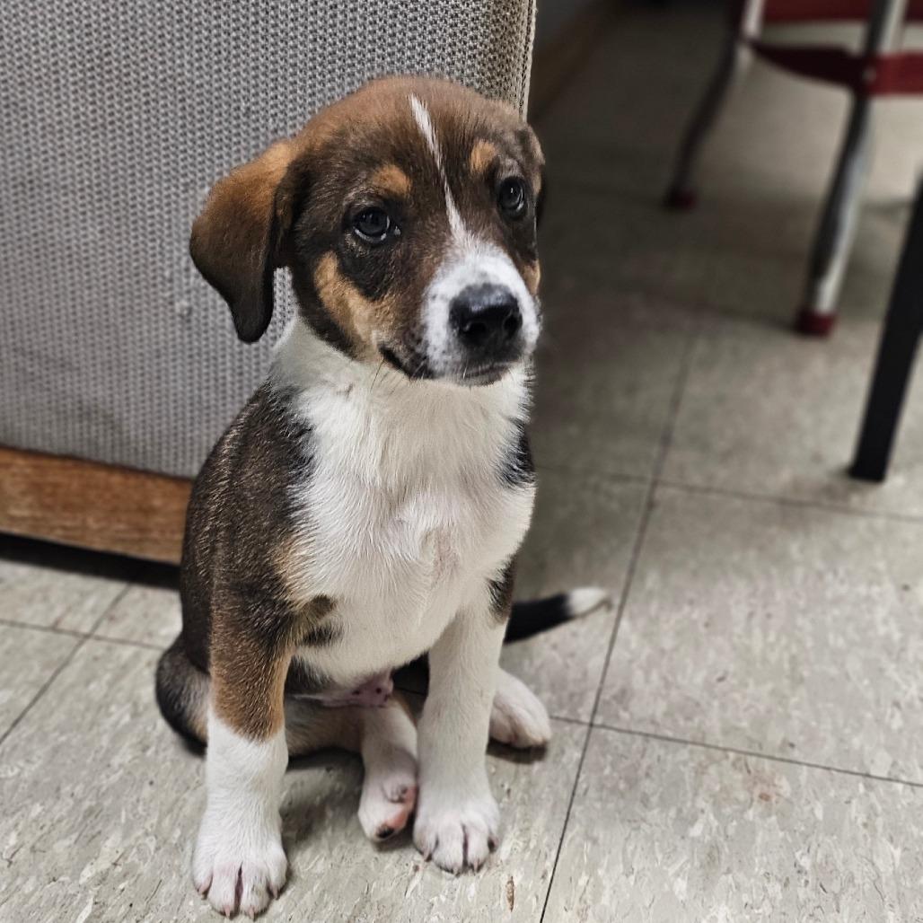 Dakota, a Adoptable Mixed Breed in Tulsa, OK image 6/6
