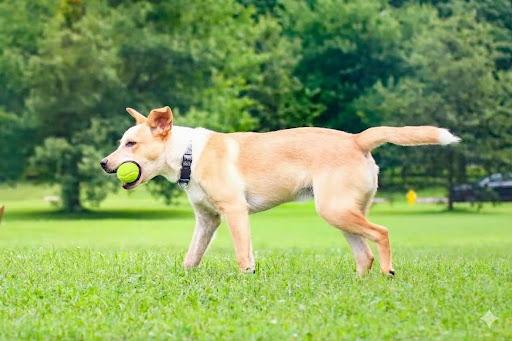 Enlarge Apollo, a Adopted Australian Cattle Dog / Blue Heeler in Louisville, KY image 4/5