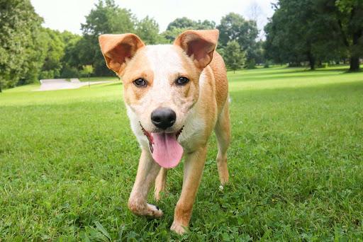 Enlarge Apollo, a Adopted Australian Cattle Dog / Blue Heeler in Louisville, KY image 5/5