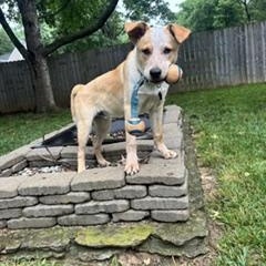 Apollo, a ADOPTABLE Australian Cattle Dog / Blue Heeler in Louisville, KY image 1/5