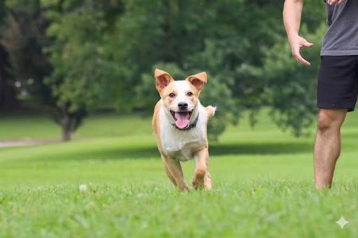 Enlarge Apollo, a Adopted Australian Cattle Dog / Blue Heeler in Louisville, KY image 3/5
