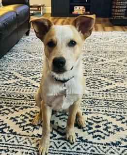Apollo, a ADOPTABLE Australian Cattle Dog / Blue Heeler in Louisville, KY image 2/5