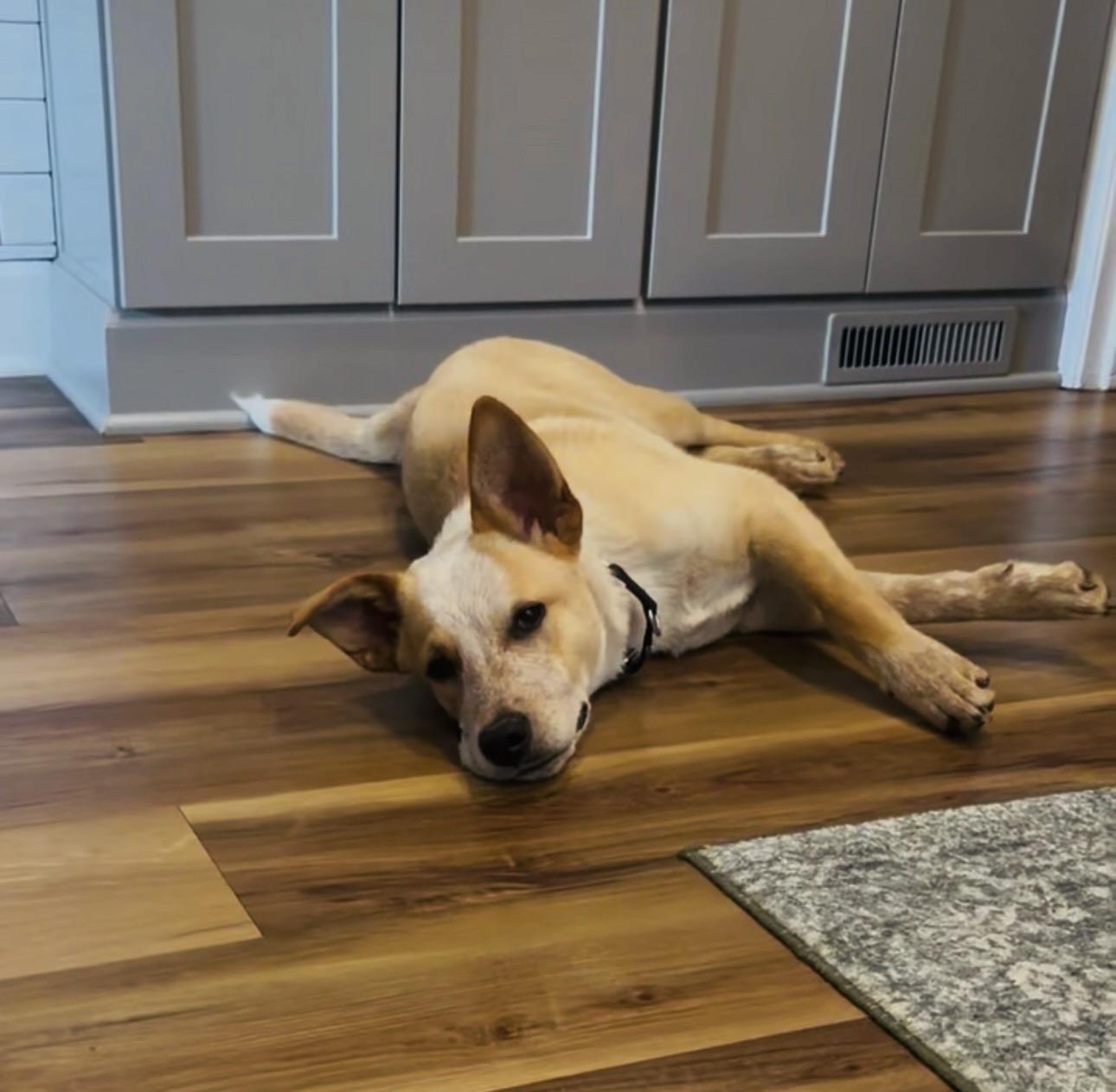 Apollo, a ADOPTABLE Australian Cattle Dog / Blue Heeler in Louisville, KY image 4/5