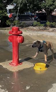 Apollo, a ADOPTABLE Australian Cattle Dog / Blue Heeler in Louisville, KY image 3/5