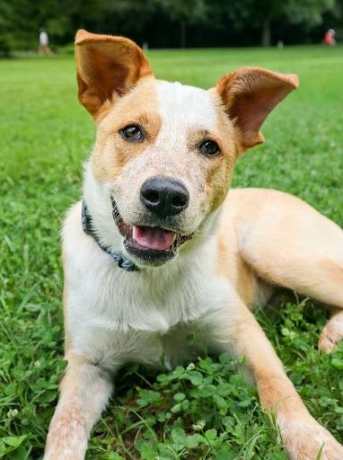 Enlarge Apollo, a Adopted Australian Cattle Dog / Blue Heeler in Louisville, KY image 2/5