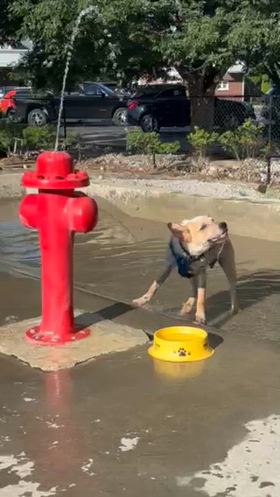 Enlarge Apollo, a ADOPTABLE Australian Cattle Dog / Blue Heeler in Louisville, KY video 5/5