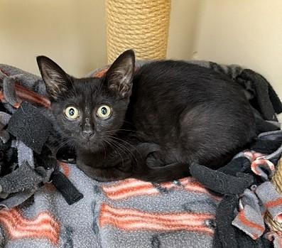 Enlarge Portia, a ADOPTABLE Domestic Short Hair in Medina, OH image 1/1