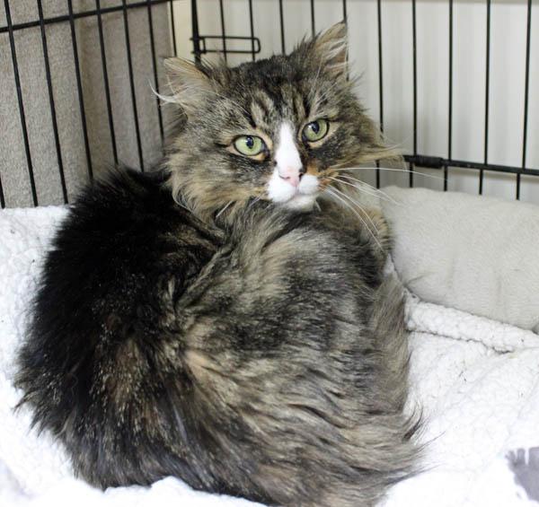 Birdseed, an adopted Domestic Long Hair in Mansfield, MA image 1/2