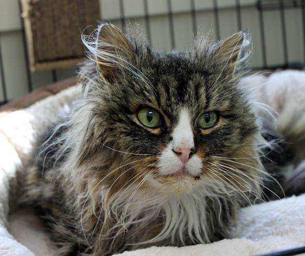 Birdseed, an adopted Domestic Long Hair in Mansfield, MA image 2/2