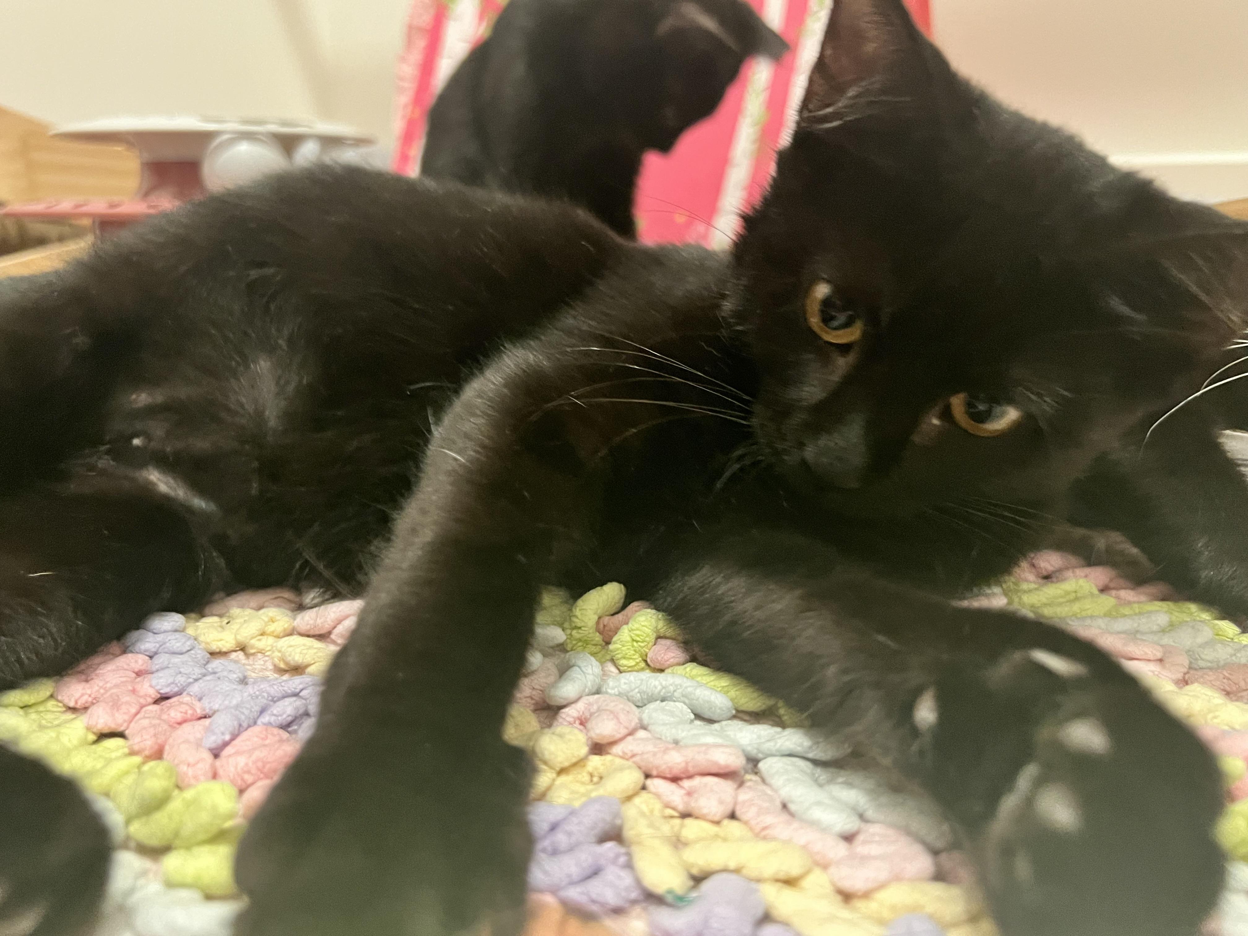 Enlarge Salem, a Adoptable Domestic Short Hair in Columbia, MO image 2/4